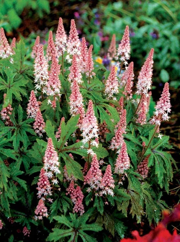 tiarella-pink-skyrocket Tiarella 'Pink Skyrocket'