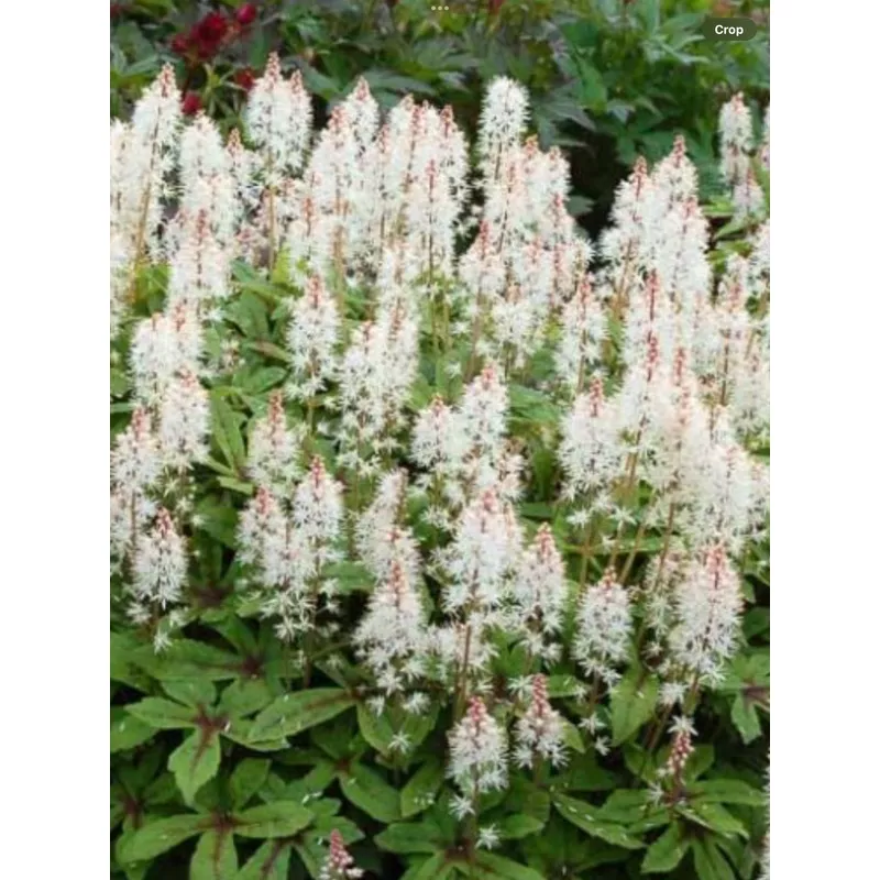 tiarella-spring-symphony Tiarella 'Spring Symphony'