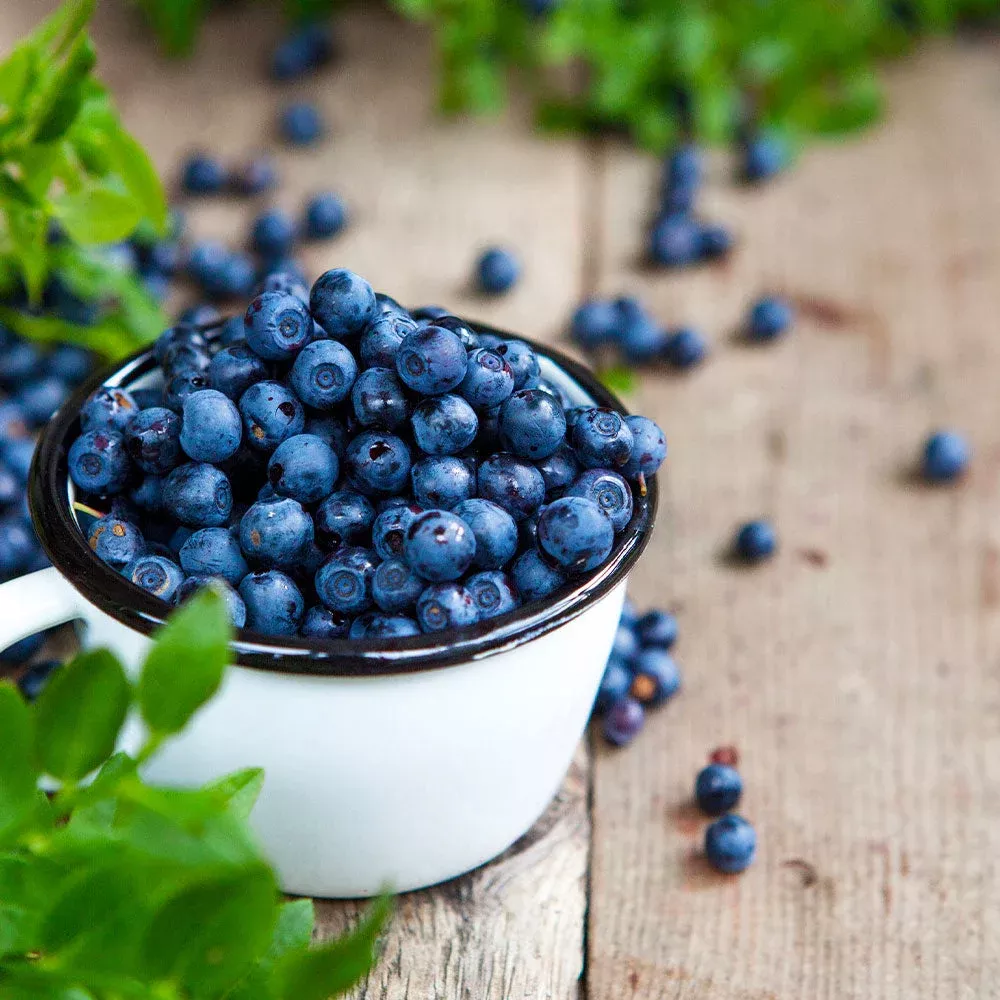 tifblue-rabbiteye-blueberry-bush Tifblue Rabbiteye Blueberry Bush