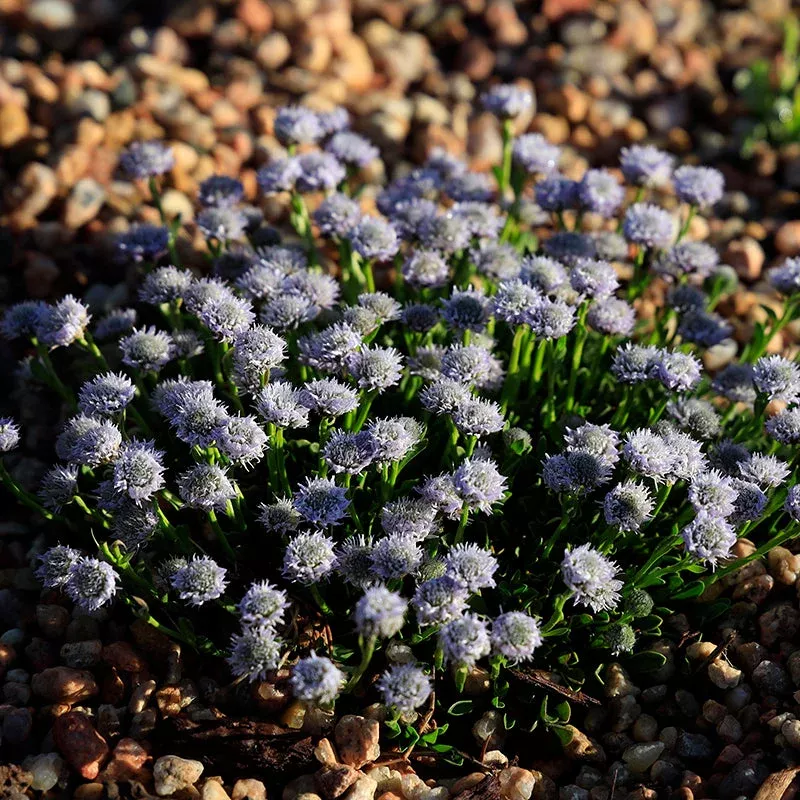 tiny-dancer-dwarf-globeflower Tiny Dancer™ Dwarf Globeflower