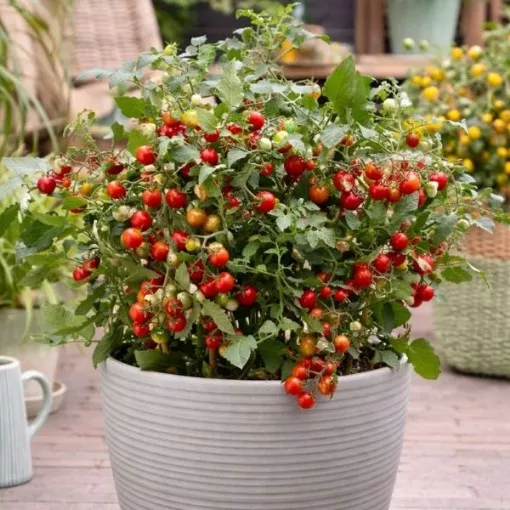 tiny-temptations-red-tomato-seeds Tiny Temptations Red Tomato Seeds