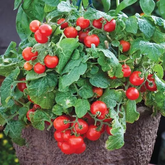 tiny-tim-tomatoes-100-heirloom-seeds-per-packet-non-gmo-seeds Tiny Tim Tomatoes, 100 Heirloom Seeds Per Packet, Non GMO Seeds