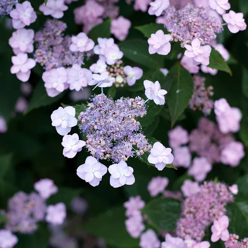 tiny-tuff-stuff-reblooming-hydrangea Tiny Tuff Stuff Reblooming Hydrangea