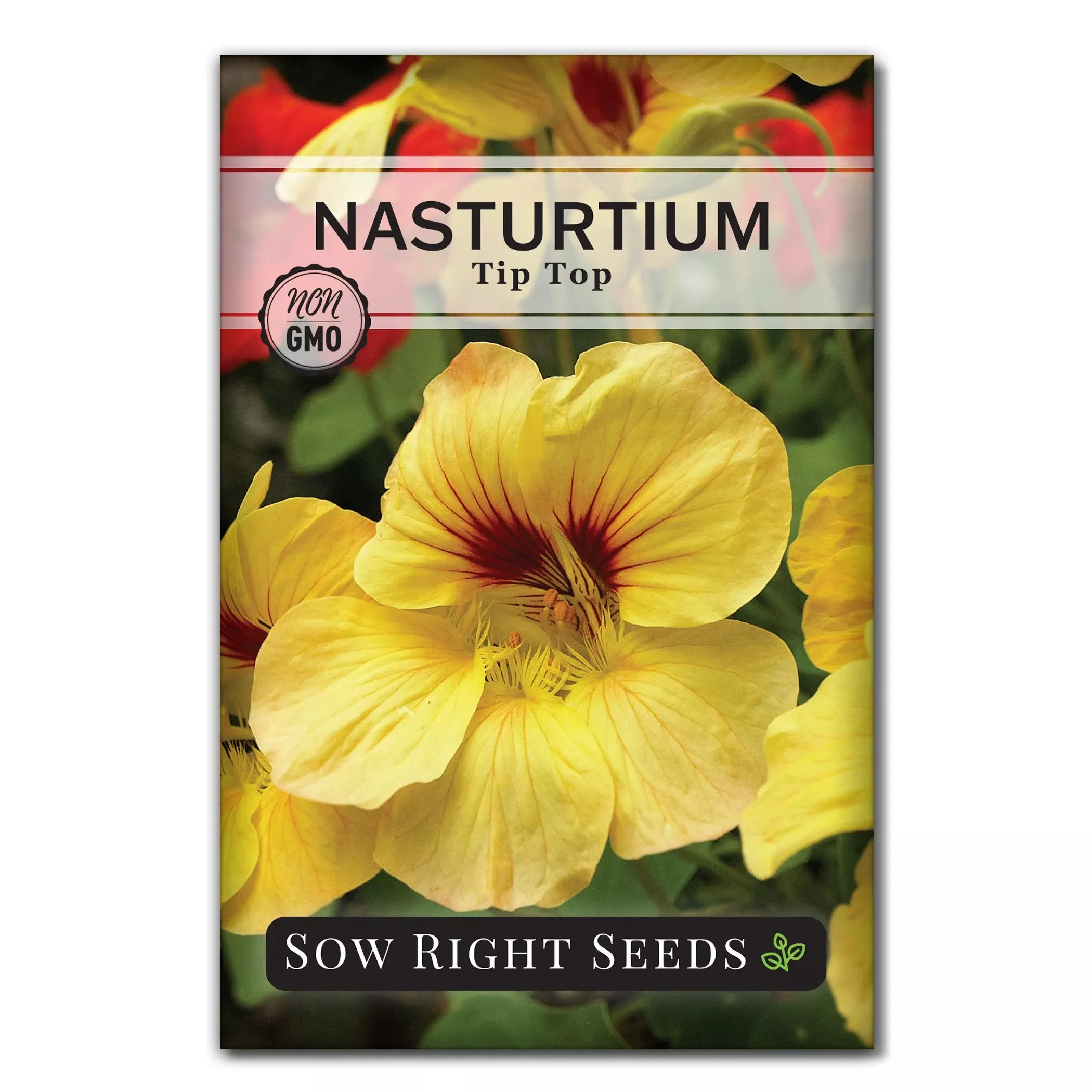 Tip Top Nasturtium
