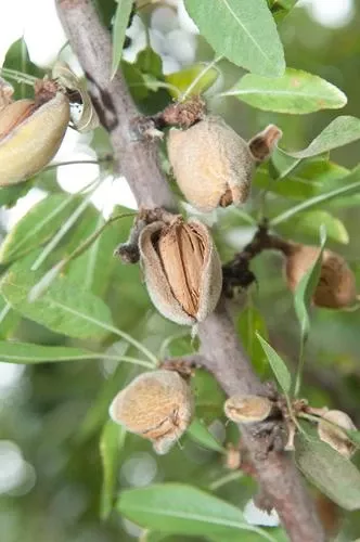 titan-almond Titan Almond