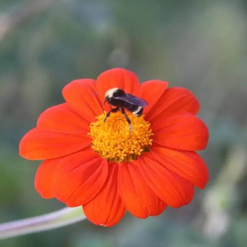 tithonia-torch Tithonia, Torch