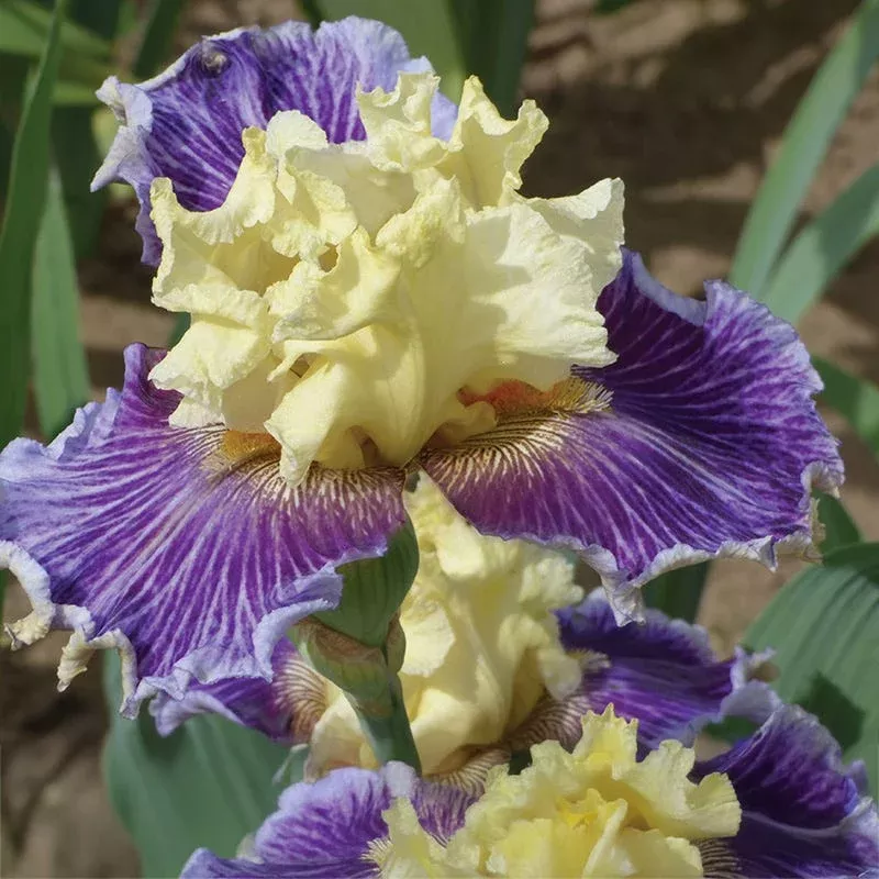 to-wander-bearded-iris To Wander Bearded Iris