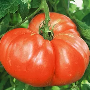 Todd County Amish Tomato