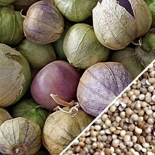 Tomatillo - Classic Green seeds