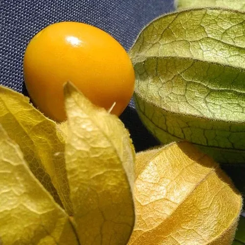 Tomatillo - Ground Cherry seeds