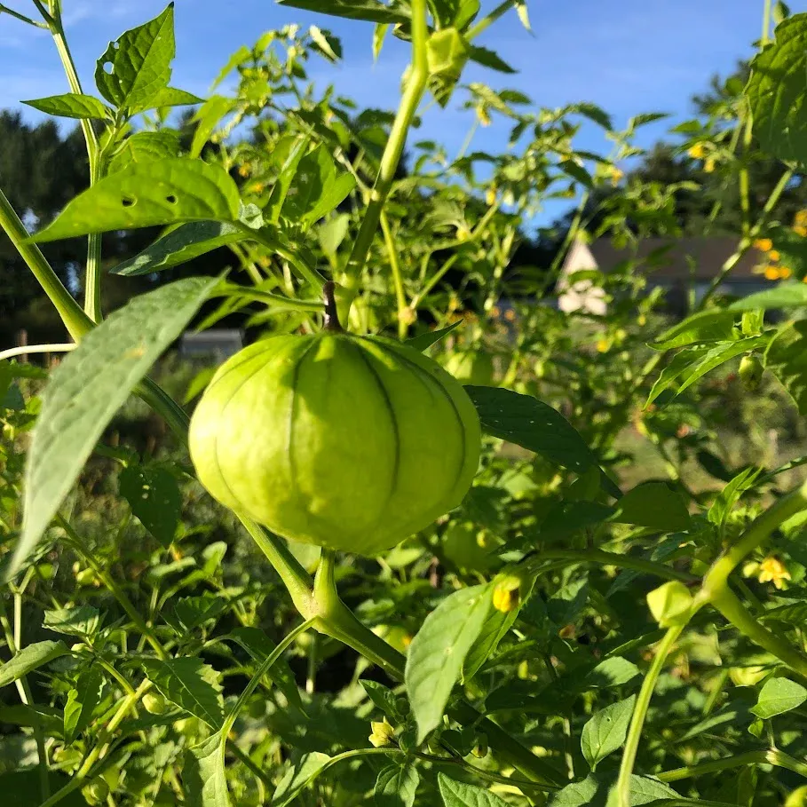 tomatillo-toma-verde Tomatillo: Toma Verde