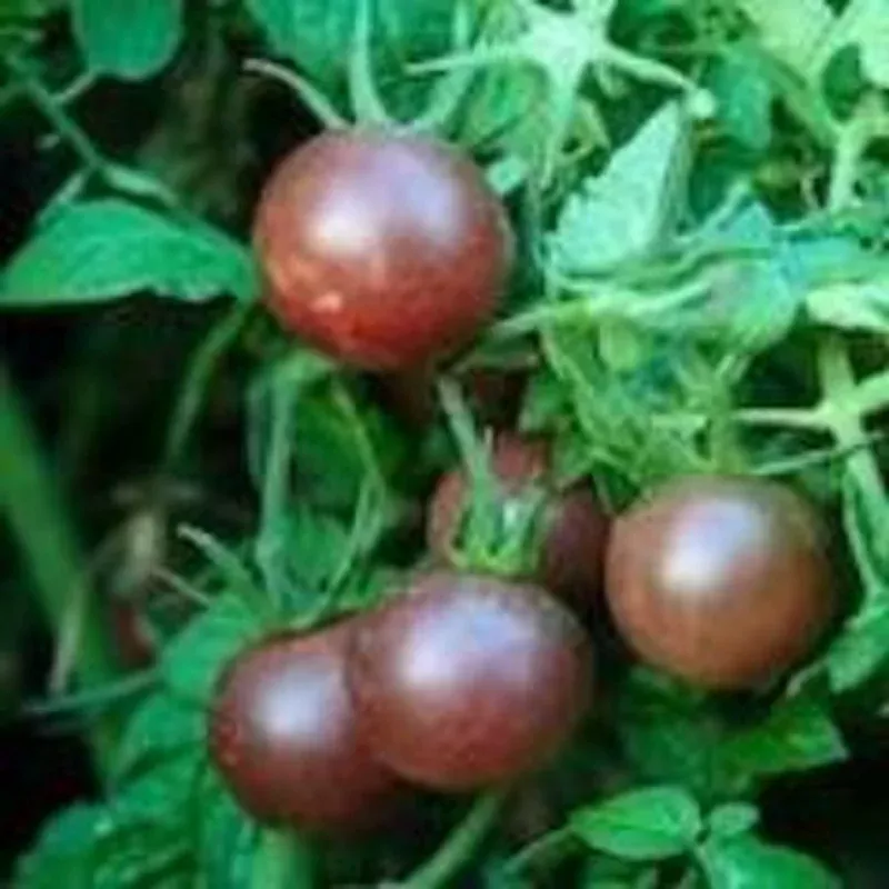 Tomato: Black Cherry