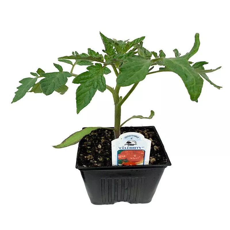 Tomato: Celebrity