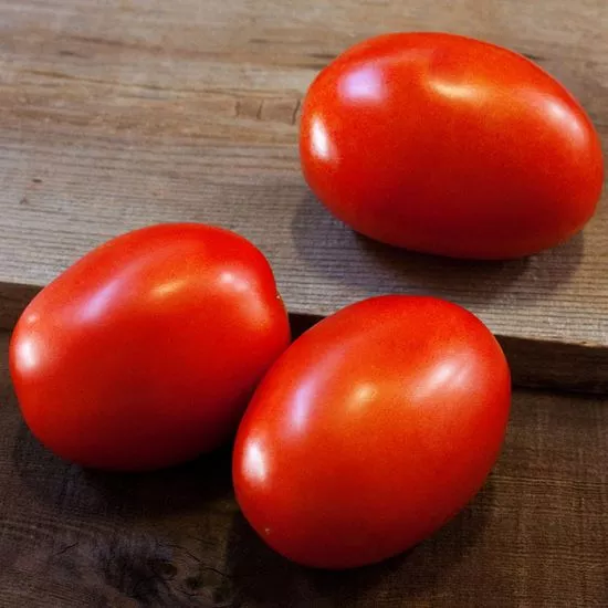 tomato-daytona-roma Tomato 'Daytona Roma'
