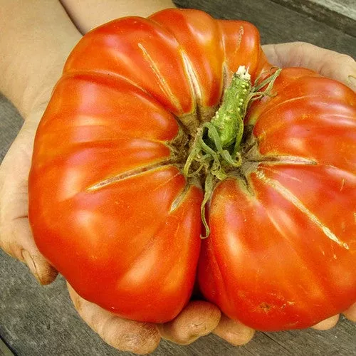 tomato-delicious-indeterminate-seeds Tomato - Delicious (Indeterminate) seeds
