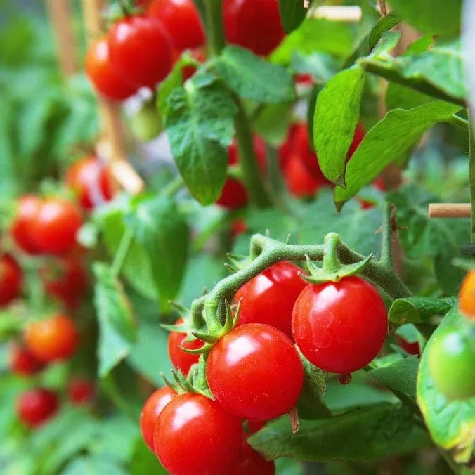 tomato-gardener-s-delight-sugar-lump-indeterminate-seeds Tomato - Gardener's Delight/Sugar Lump (Indeterminate) seeds