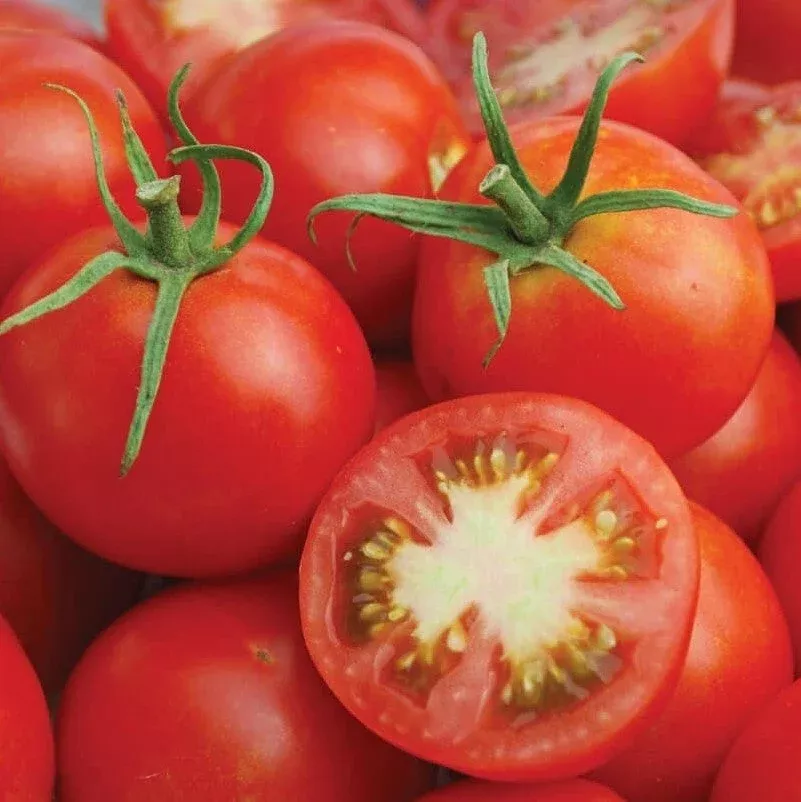 tomato-glacier Tomato: Glacier