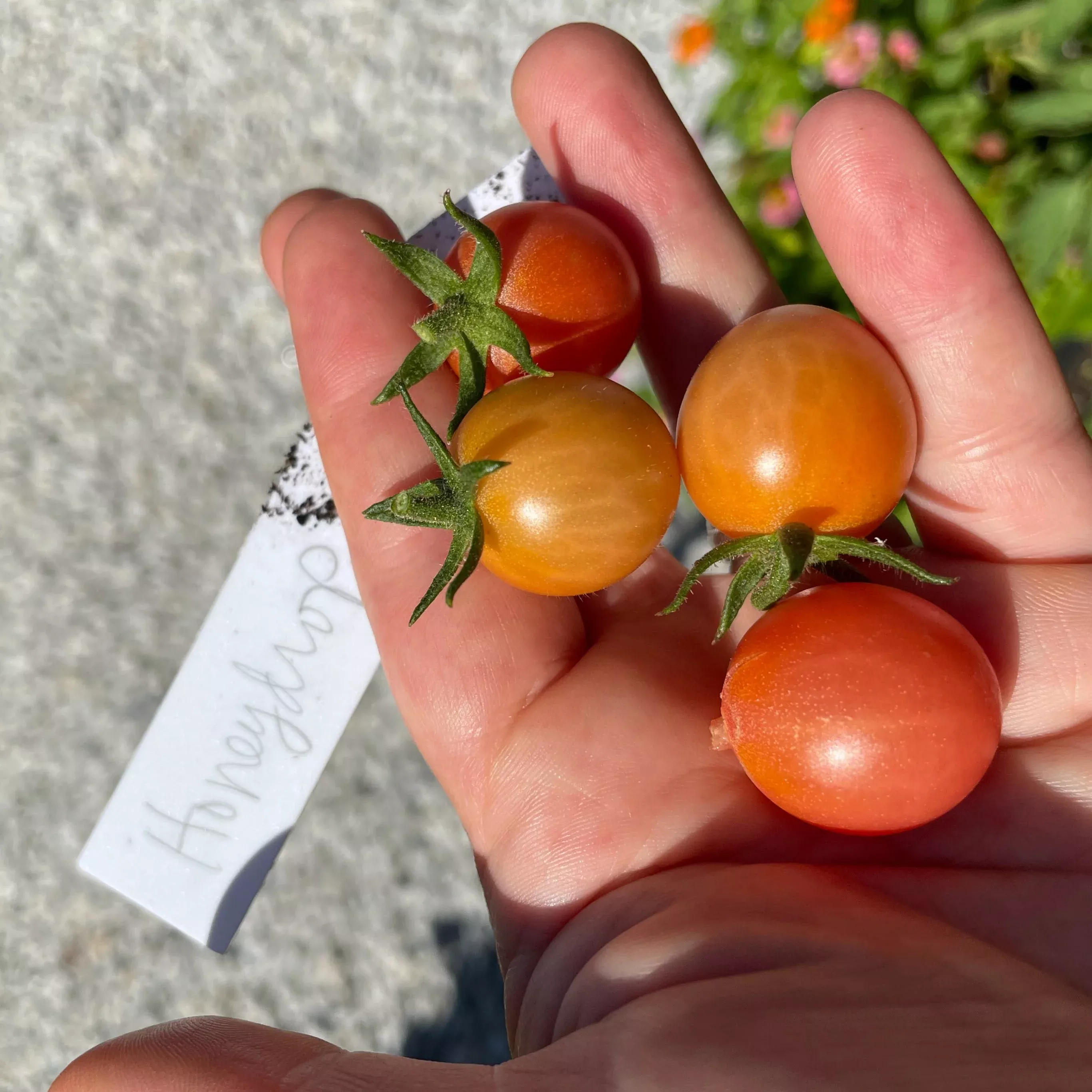 tomato-honeydrop-cherry Tomato: Honeydrop Cherry