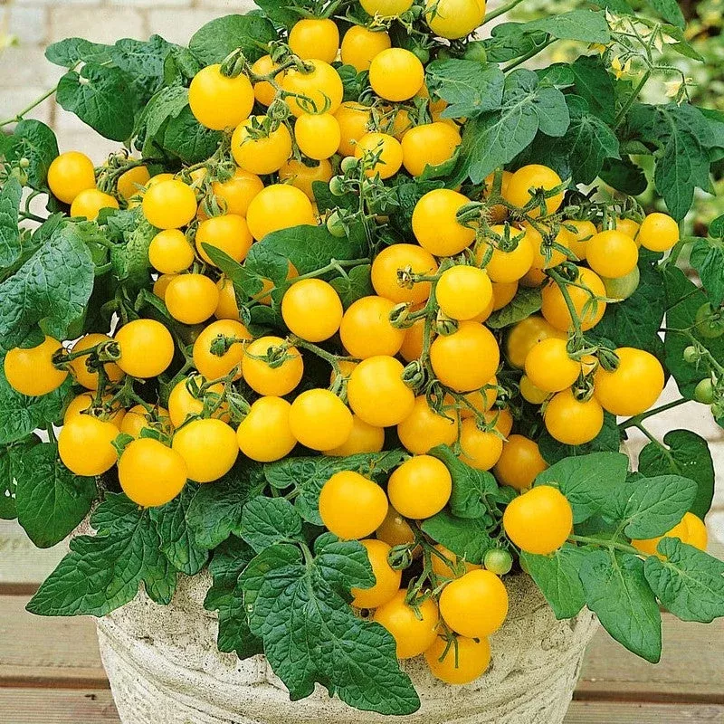 tomato-patio-choice-yellow-hybrid-dwarf-cherry Tomato: Patio Choice Yellow Hybrid Dwarf Cherry