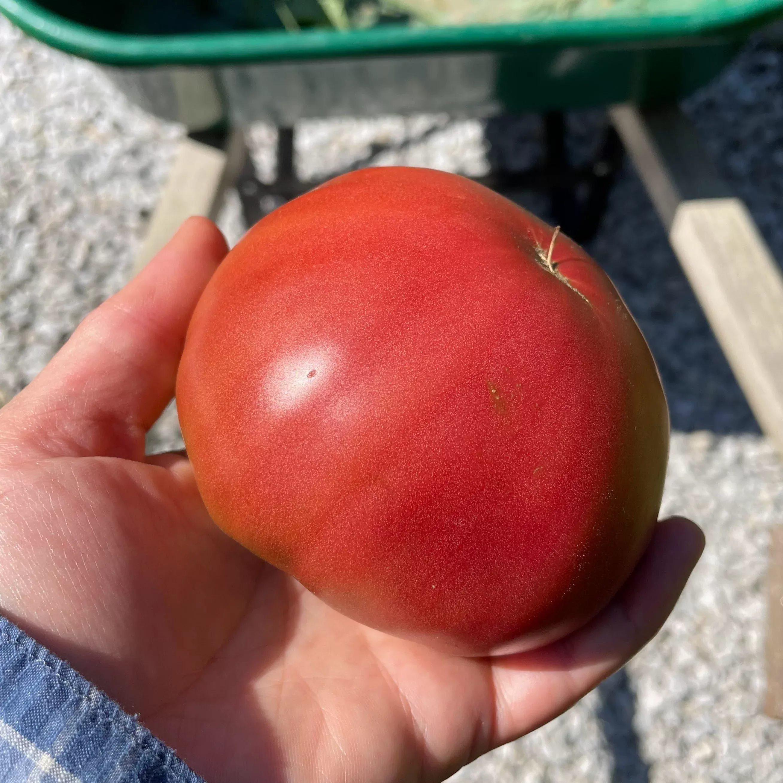 tomato-rose-de-berne Tomato: Rose de Berne