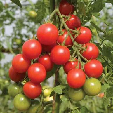 tomato-sakura-cherry Tomato: Sakura Cherry