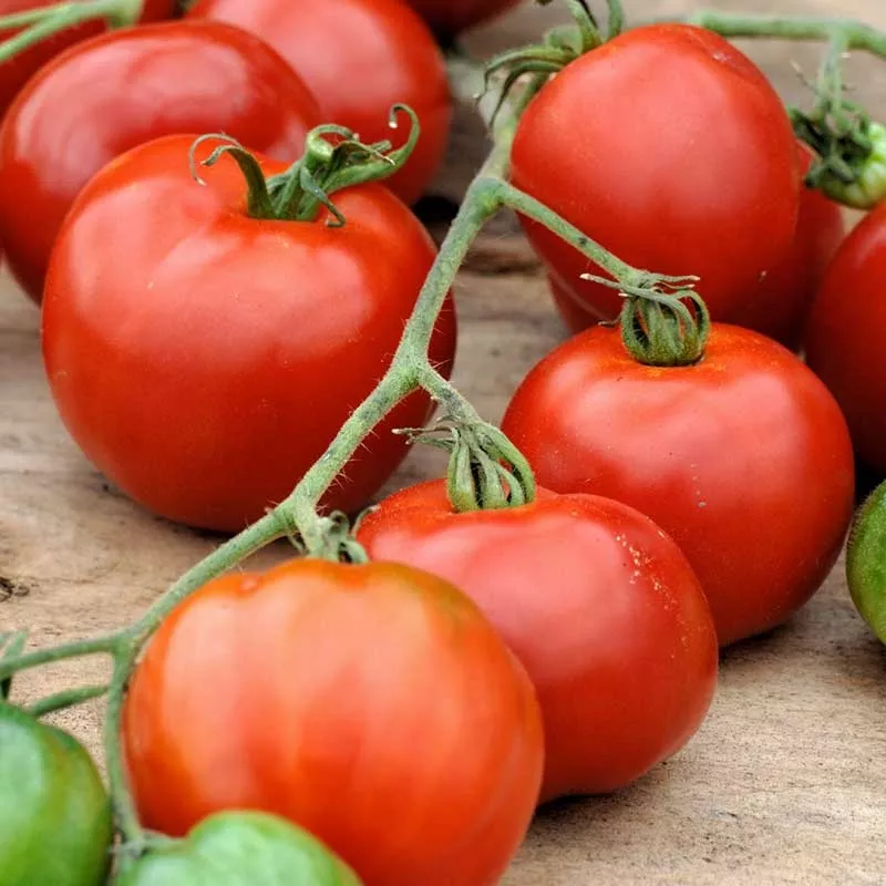 tomato-seeds-stupice Tomato Seeds – Stupice