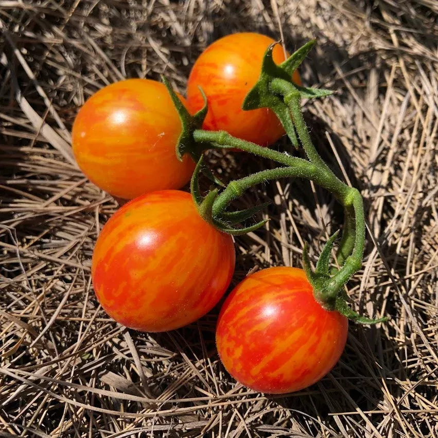 tomato-sunrise-bumblebee-cherry Tomato: Sunrise Bumblebee Cherry