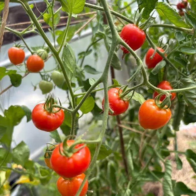 tomato-sweetheart-cherry Tomato: Sweetheart Cherry