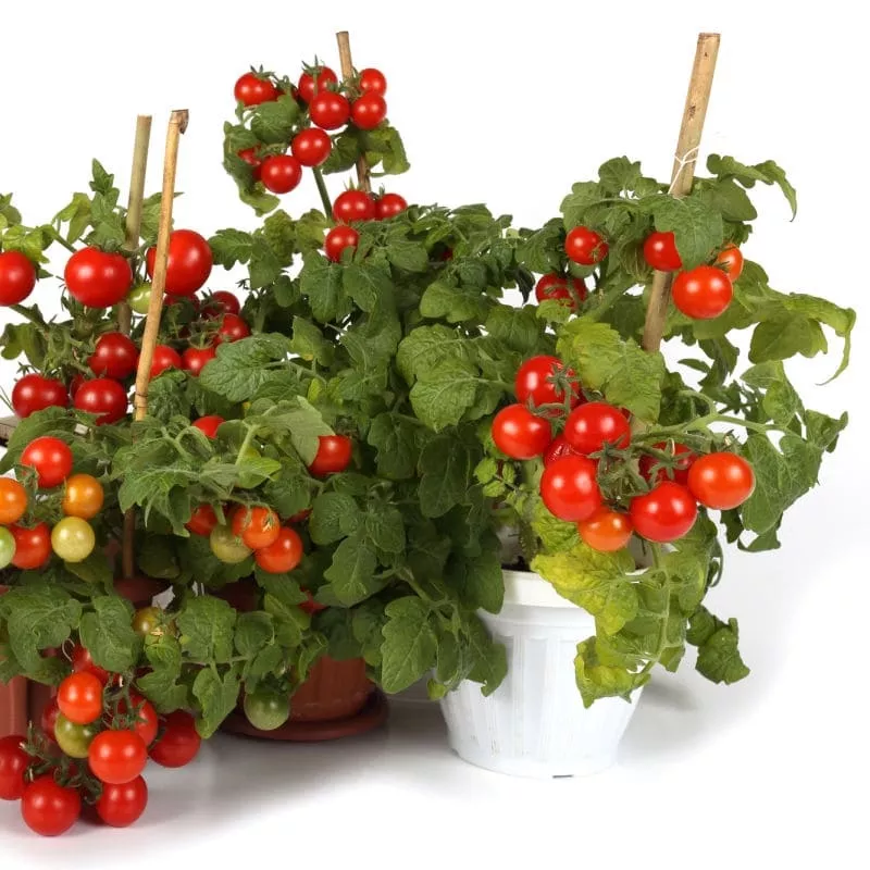 tomato-tiny-tim Tomato (Tiny Tim)