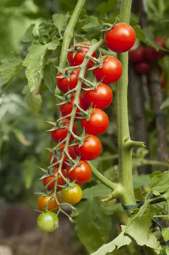 Tomato (Ultra Sweet)