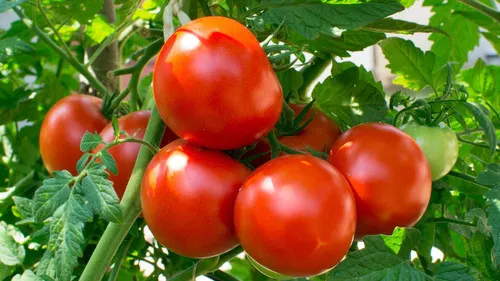 tomato-ultrasonic Tomato (Ultrasonic)