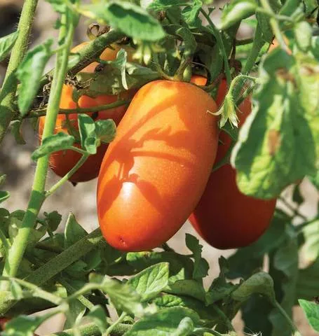 tomatoes-san-marzano Tomatoes - San Marzano