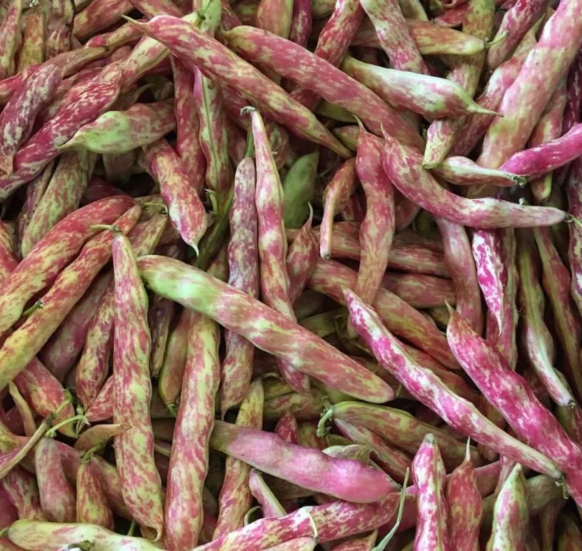 Tongue of Fire Bean