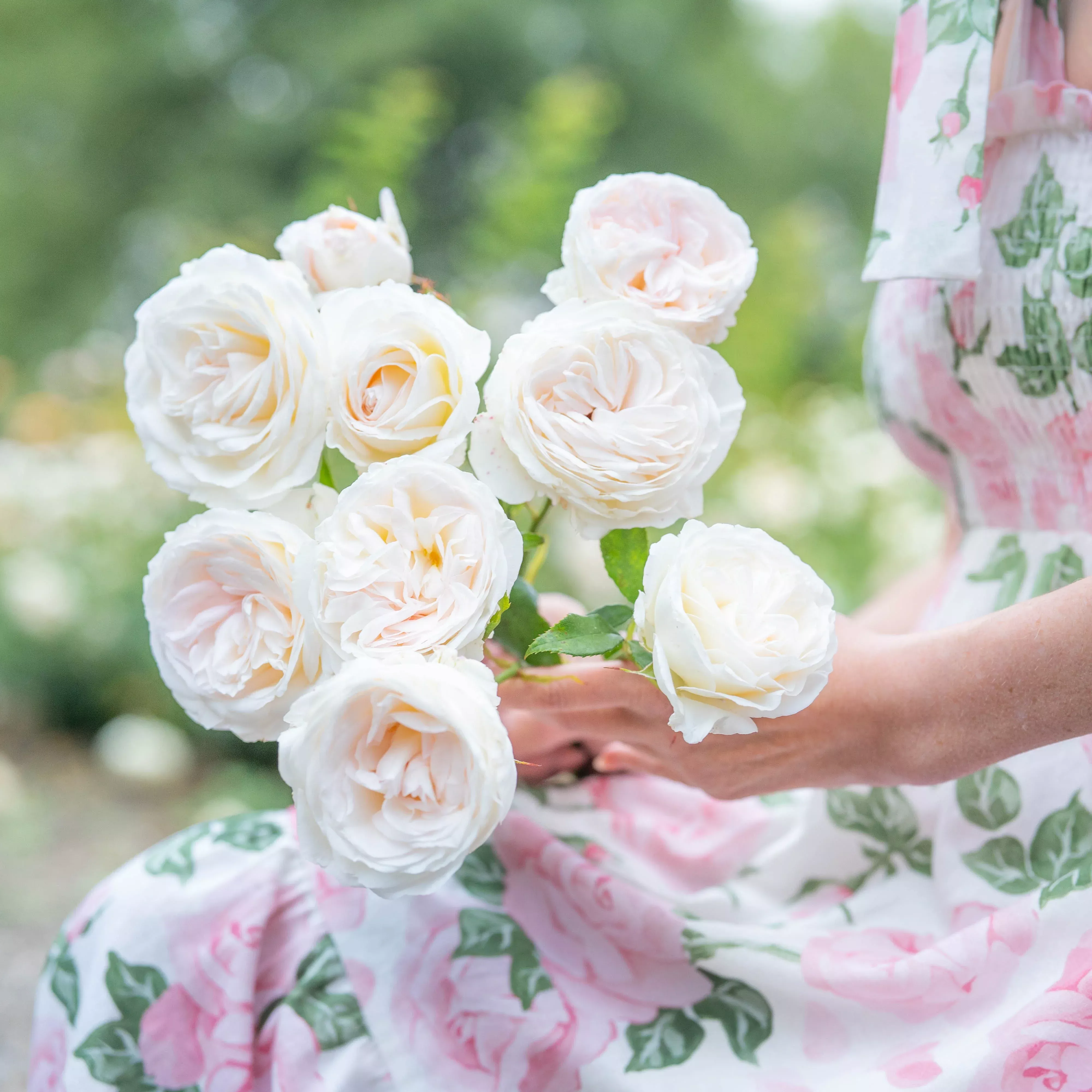 Top Cream™ Potted Rose Bush