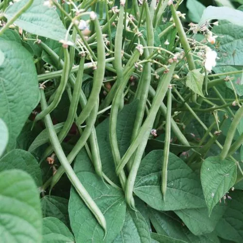 top-crop-green-bean Top Crop Green Bean