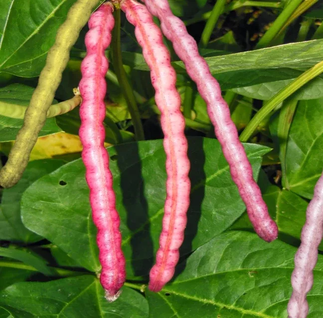 top-pick-brown-crowder-cowpea Top Pick Brown Crowder Cowpea