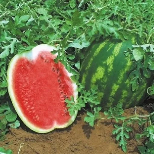 topgun-watermelon-seeds Topgun Watermelon Seeds