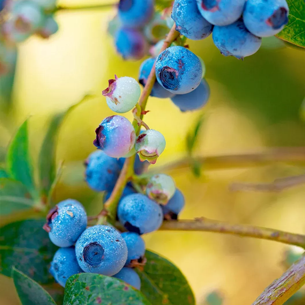 toro-blueberry-bush Toro Blueberry Bush