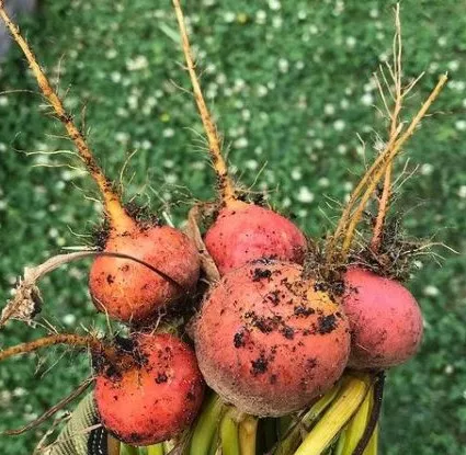 touchstone-gold-beet Touchstone Gold Beet