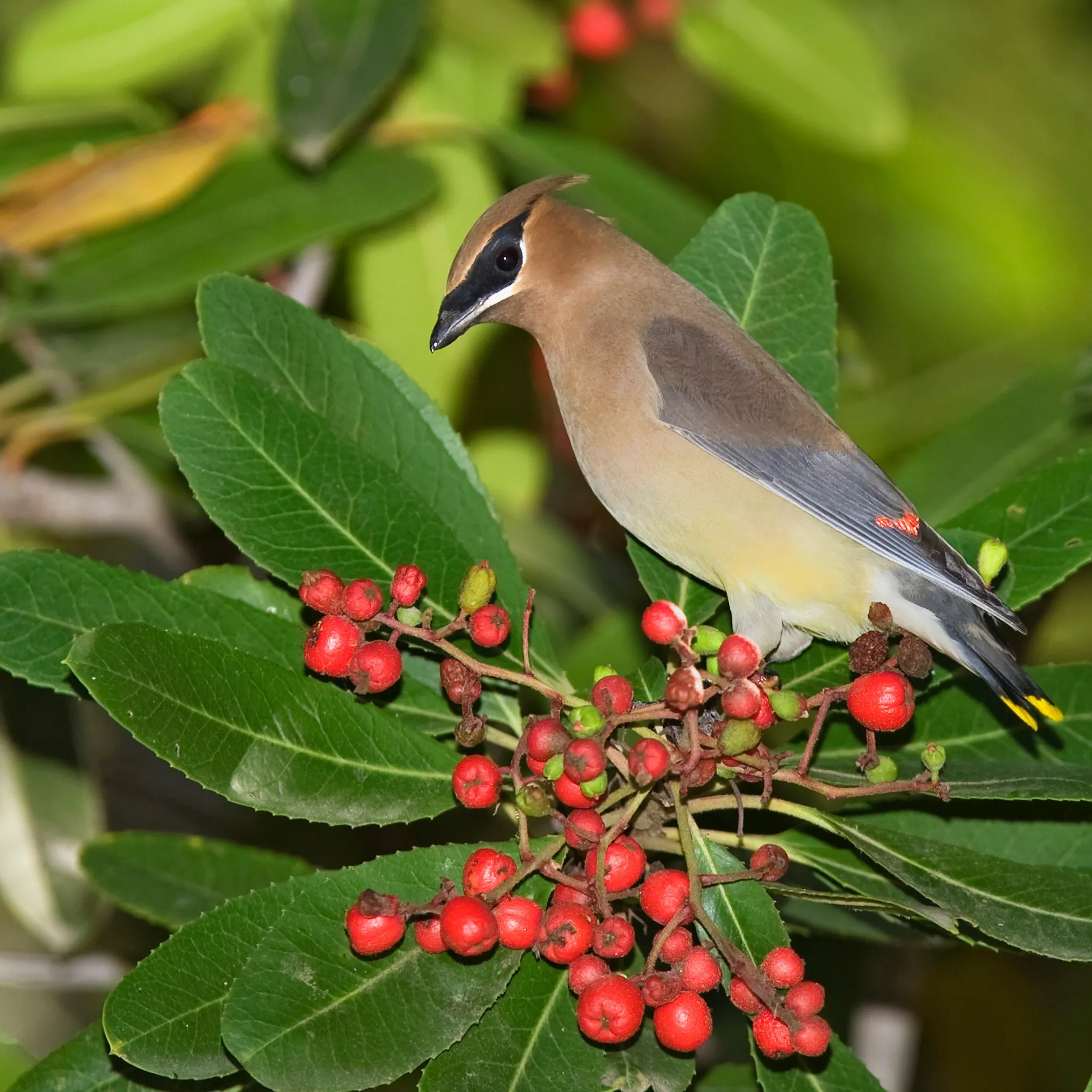 Toyon