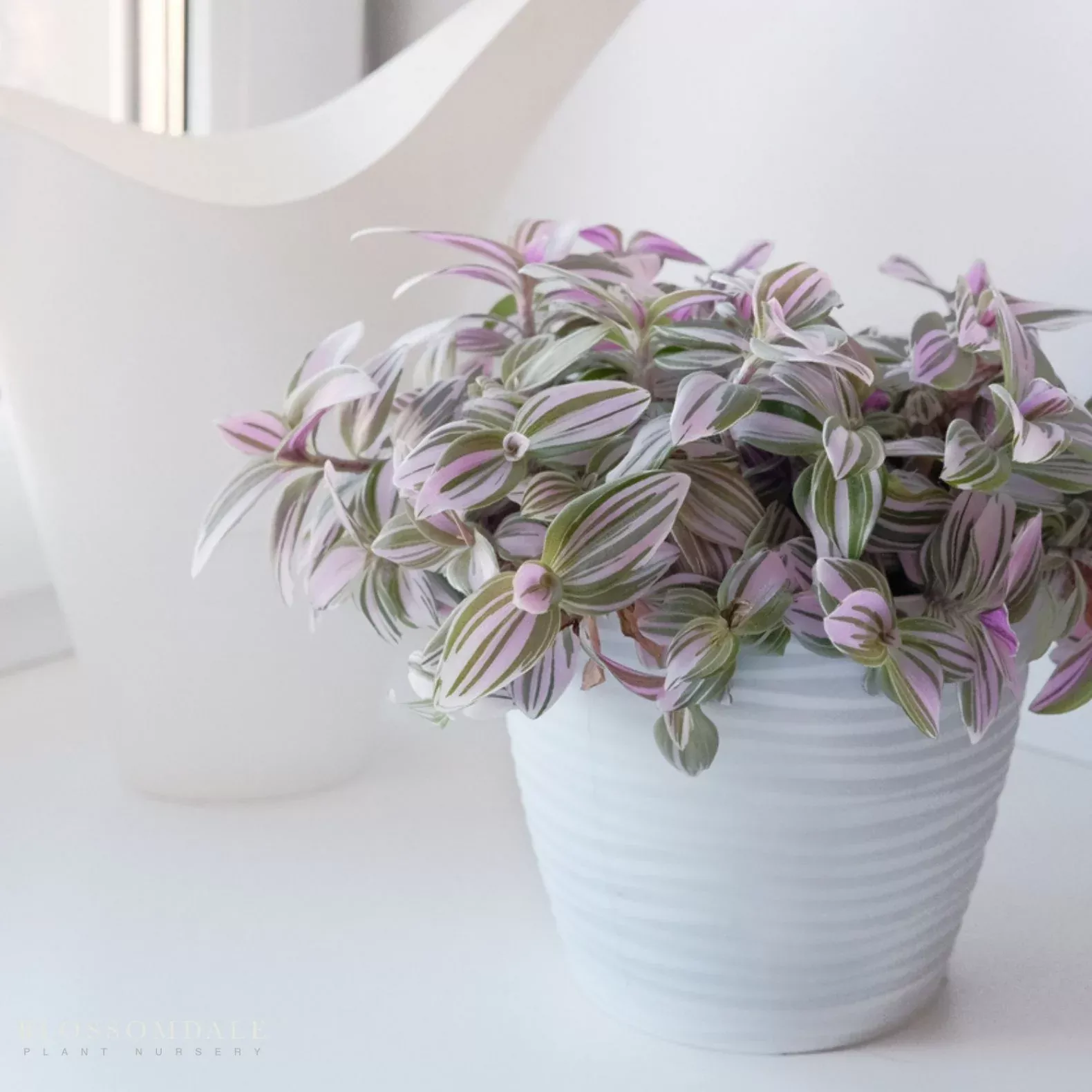tradescantia-fluminensis-nanouk Tradescantia fluminensis ‘Nanouk’
