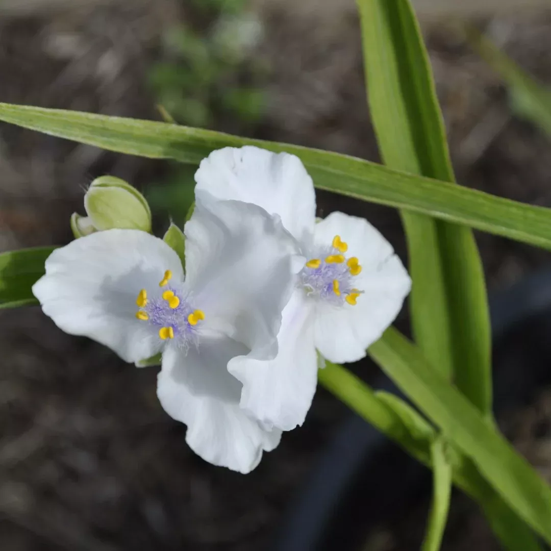 tradescantia-little-doll Tradescantia 'Little Doll'