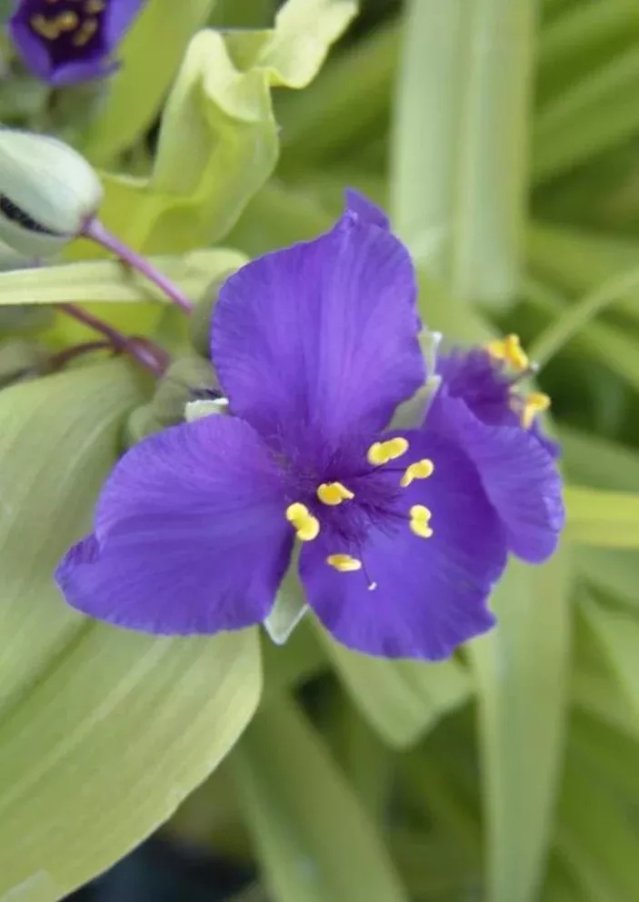 Tradescantia Spiderwort 'Blue & Gold'