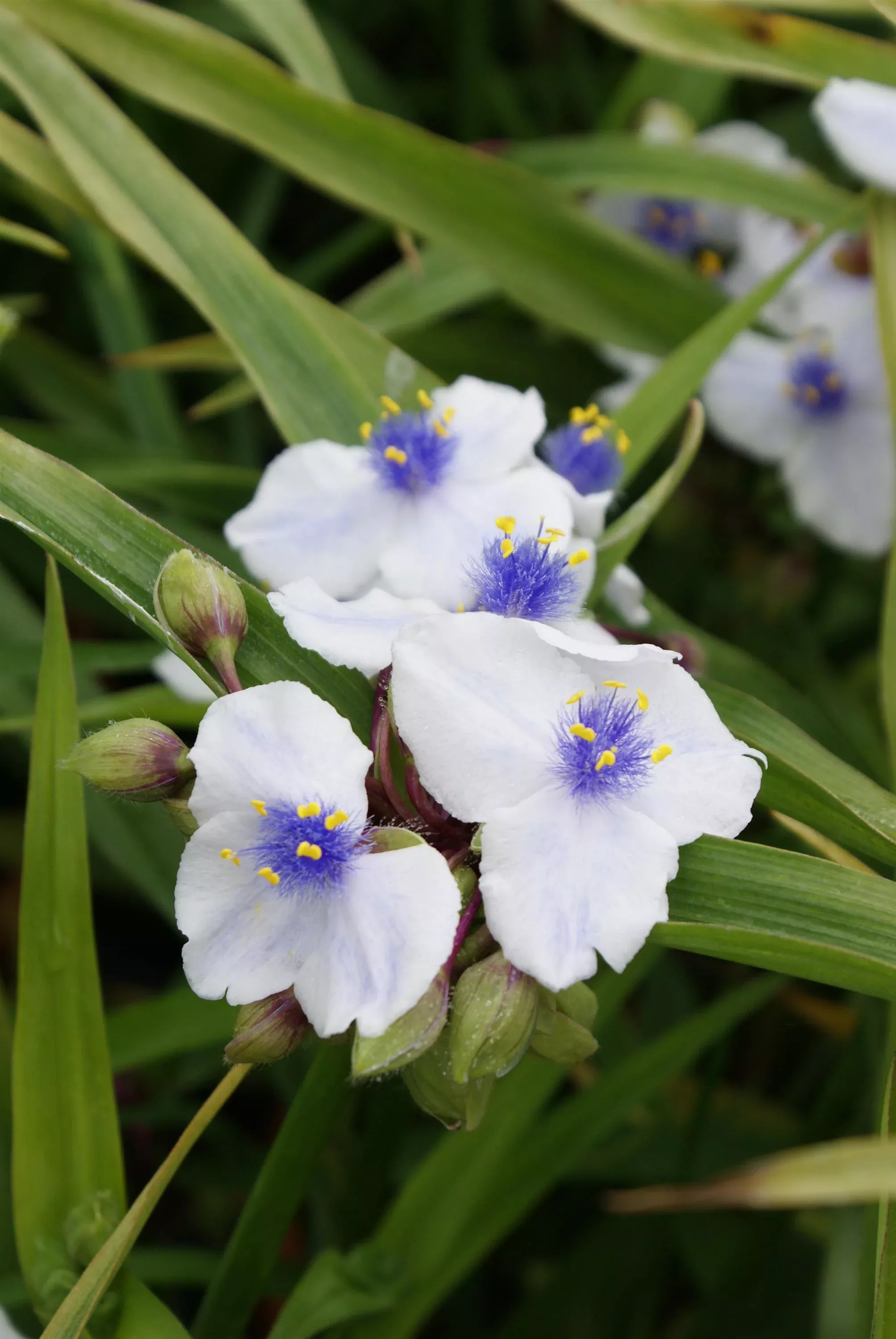 tradescantia-spiderwort-osprey-white-blue Tradescantia Spiderwort 'Osprey White & Blue'