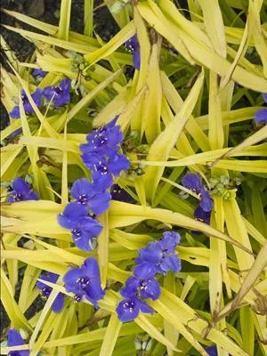 Tradescantia 'Sweet Kate' (10)ct Quarts