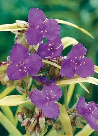 tradescantia-sweet-kate-20-ct-flat Tradescantia 'Sweet Kate' (20)ct Flat