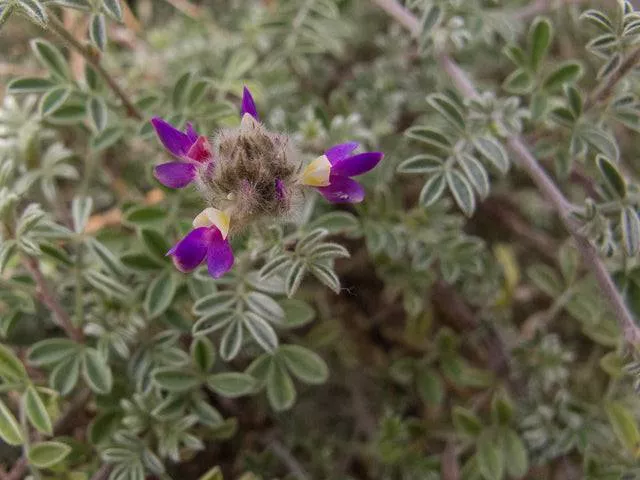 trailing-indigo-bush Trailing Indigo Bush