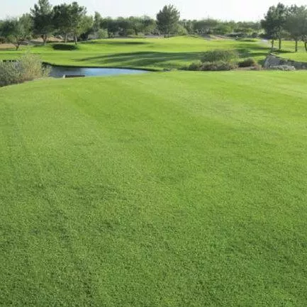 Transcontinental Improved Bermuda Seed