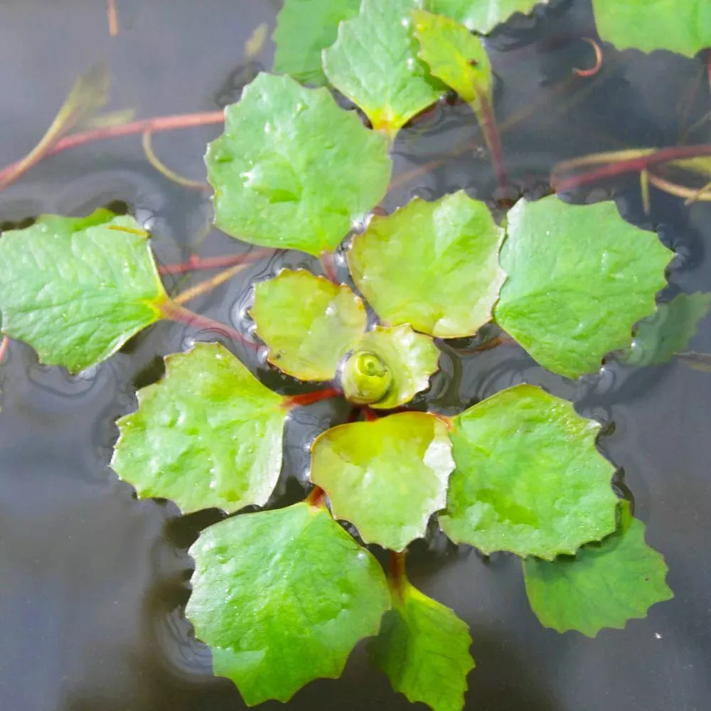 Trapa Natans Aquatic Pond Plant – Water Chestnut
