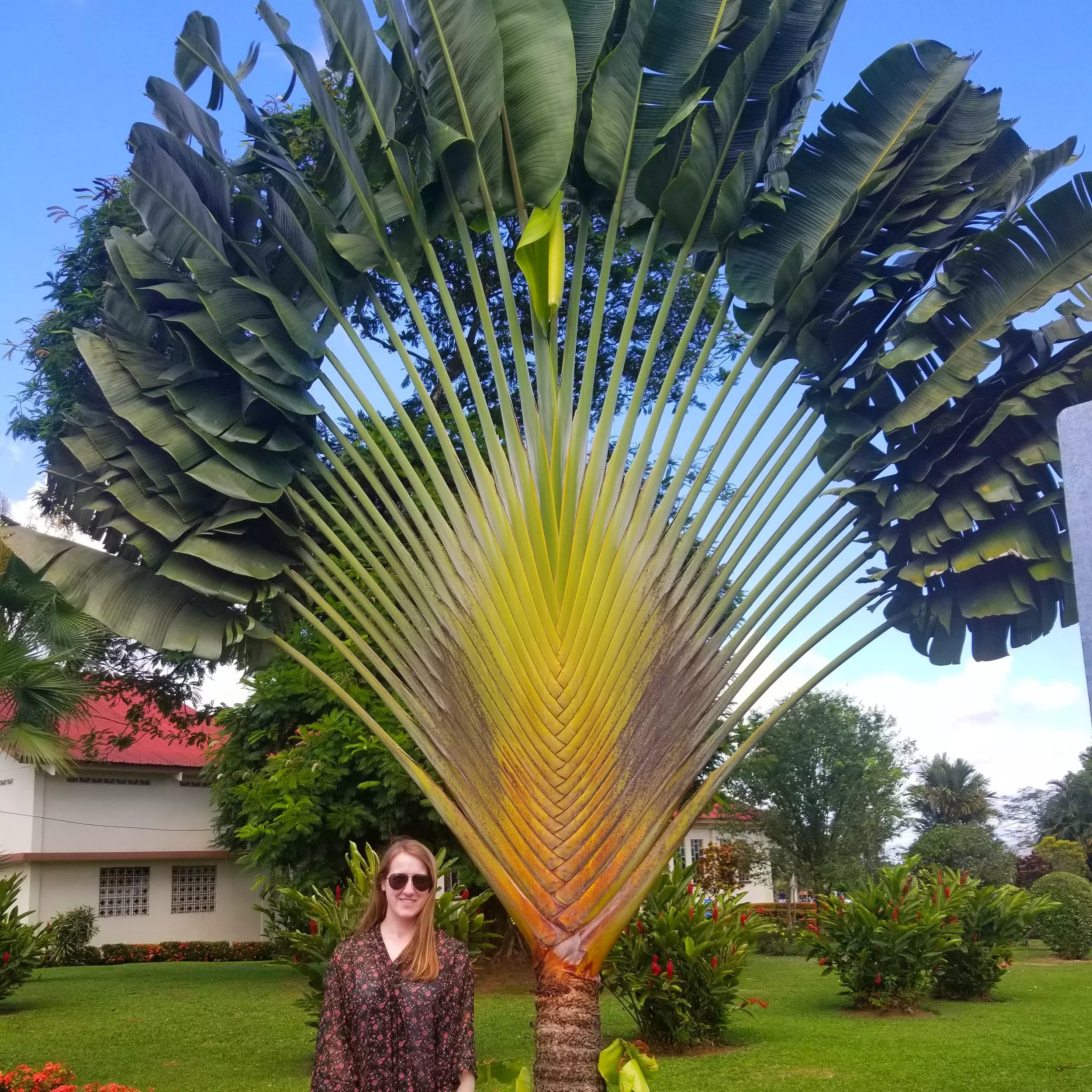 traveler-s-palm Traveler's Palm